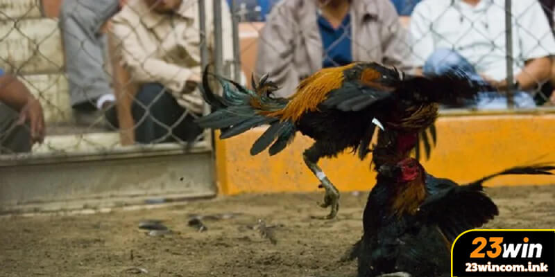 Kinh Nghiệm Chơi Đá Gà 23Win Từ Cao Thủ